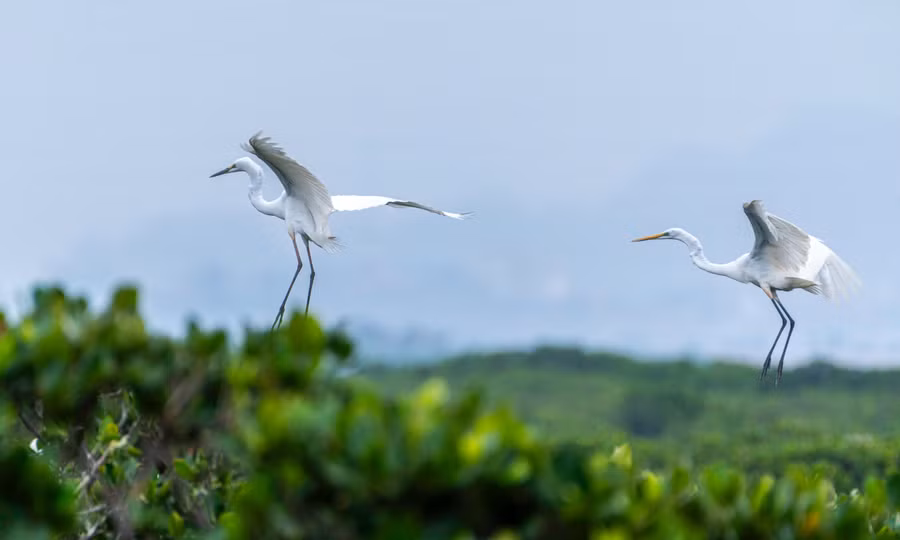 co-ve-lam-to-tai-rung-ngap-man-o-quang-ninh-7.jpg