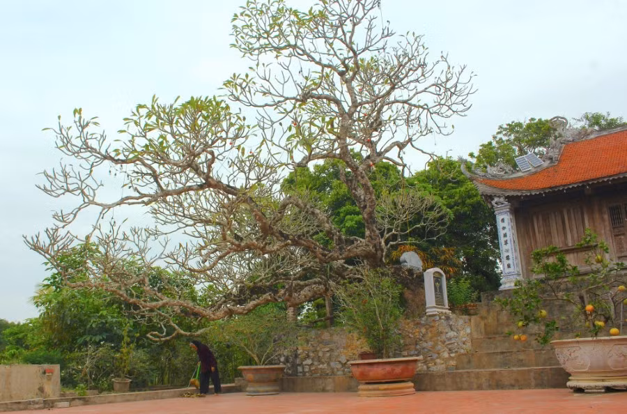 cap-cay-dai-gan-700-tuoi-o-thai-binh-3.jpg