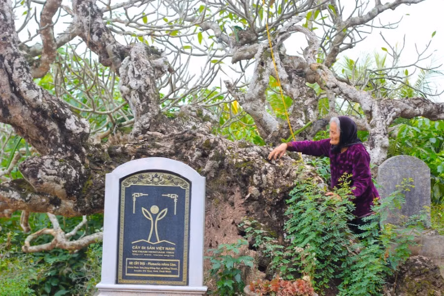 cap-cay-dai-gan-700-tuoi-o-thai-binh-6.jpg