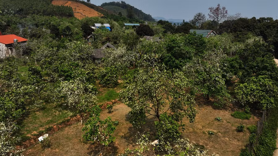 Nồng nàn hương bưởi Đại Minh