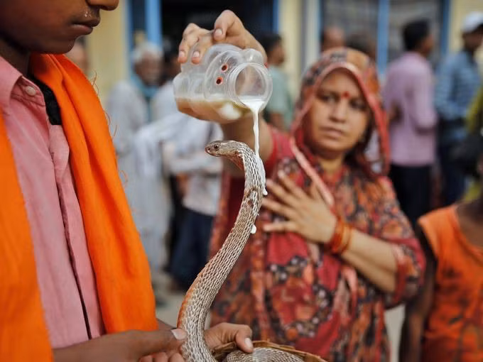 Lễ hội thờ thần Rắn Nag Panchami tại Ấn Độ.