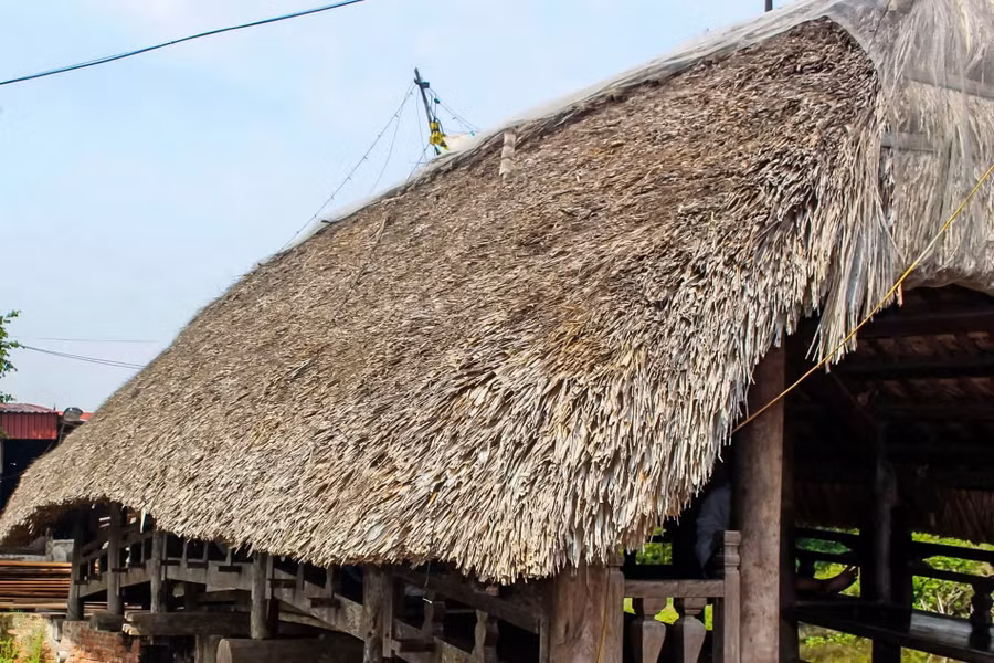 cay-cau-go-lop-la-hon-700-tuoi-o-nam-dinh-2.jpg