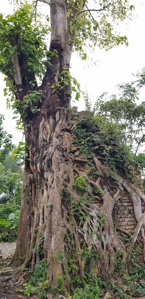 vi-hoang-giap-tai-nang-duoc-vua-khang-hy-dac-le-5.jpg
