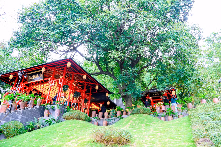 cay-thi-ngoi-chua-co-linh-thieng-4.jpg