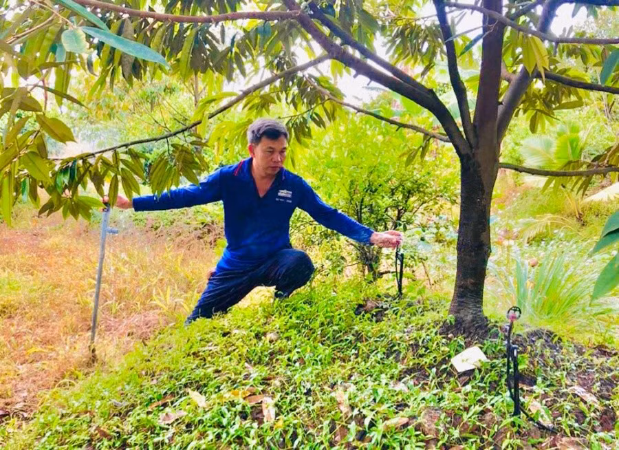 Tưới nhỏ giọt khuếch tán giúp tăng năng suất và chất lượng sầu riêng.