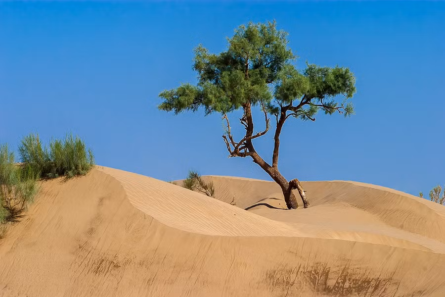 loai-cay-khang-ca-muoi-lan-lua-2.jpg