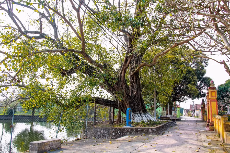 dai-lao-bo-de-hon-900-tuoi-o-nam-dinh-7.jpg