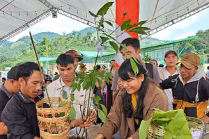 Sâm Ngọc Linh - dân gian gọi là cây "thuốc giấu", có tác dụng tốt cho sức khoẻ - ảnh Bộ VHTTDL.