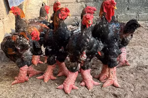 Nuôi và chế biến gà Đông Tảo được ghi danh di sản văn hóa phi vật thể quốc gia