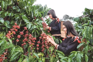 Trường hợp tỉnh, thành phố nào không tham gia xây dựng hồ sơ cần có văn bản chính thức thông báo đến Bộ VHTT&DL. Ảnh minh hoạ ITN.