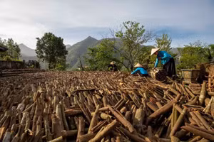 Người dân xã Hoành Mô phơi quế.