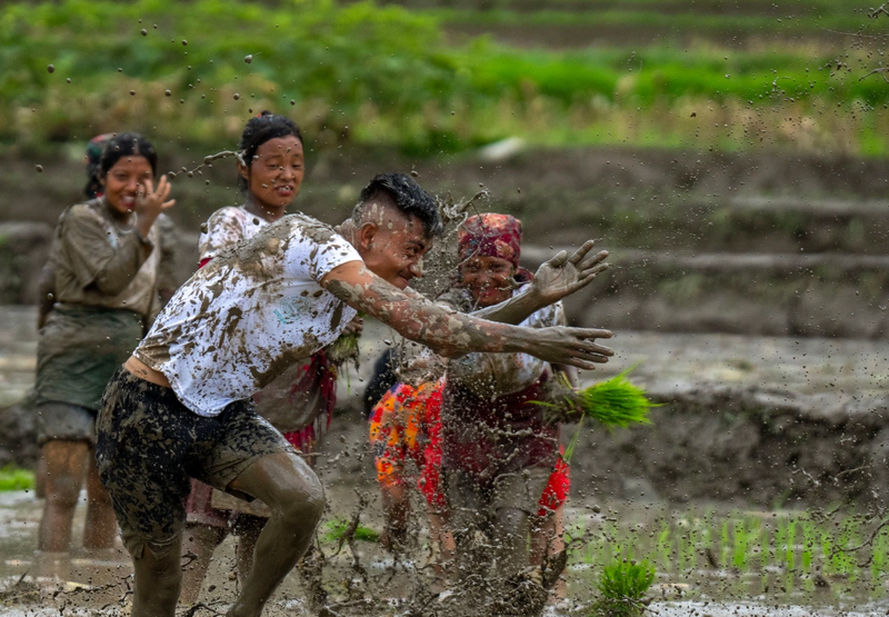 Chùm ảnh hàng nghìn nông dân Nepal mừng Ngày lúa quốc gia