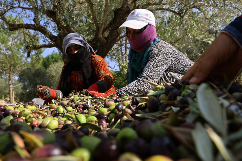 Chùm ảnh nông dân Lebanon bất chấp bom đạn để thu hoạch ô liu