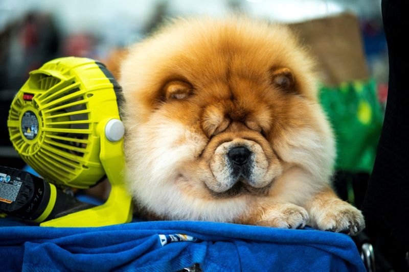 Những hình ảnh ấn tượng từ cuộc thi chó Westminster Kennel Club Dog Show 2024 