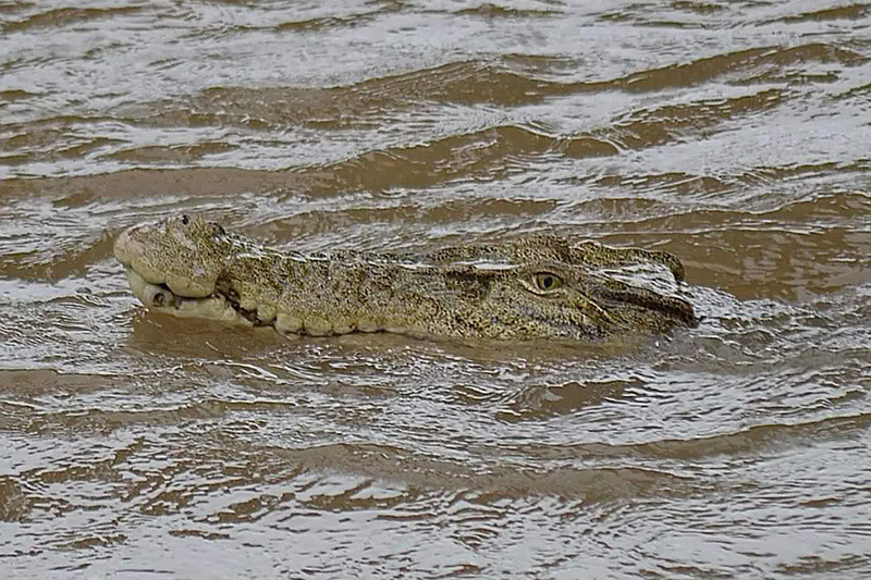 Chùm ảnh lũ lụt tàn phá Australia