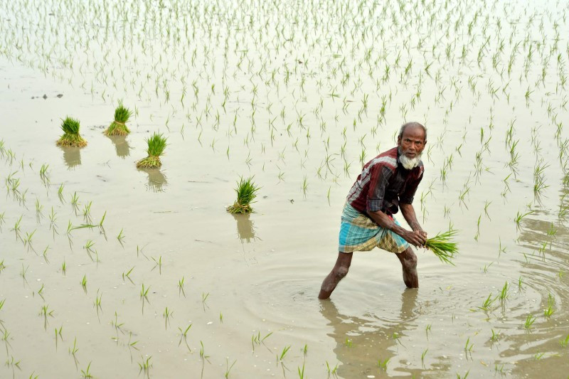 Chùm ảnh thú vị về việc phơi thóc ở Bangladesh 