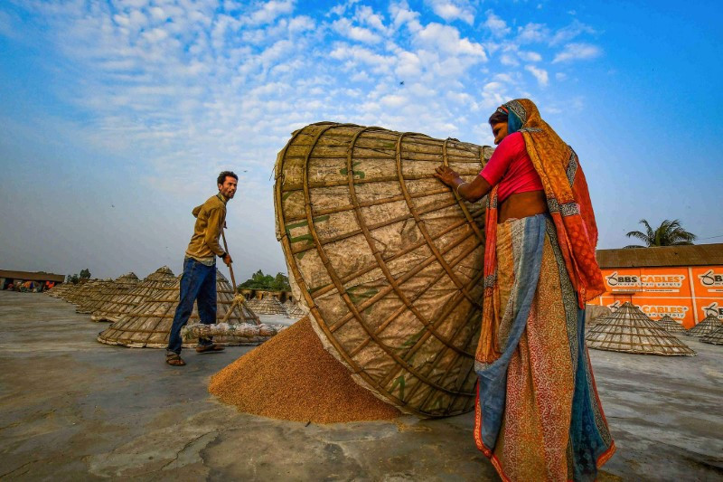 Chùm ảnh thú vị về việc phơi thóc ở Bangladesh 