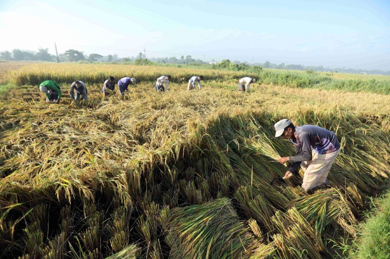 Chùm ảnh thú vị về việc phơi thóc ở Bangladesh 