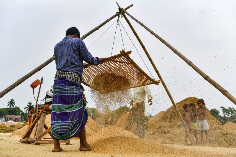 Chùm ảnh thú vị về việc phơi thóc ở Bangladesh 