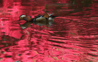 chum-anh-the-gioi-trong-tuan-020505-06.jpg