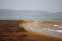 chum-anh-rong-bien-tran-ngap-bai-bien-caribe-010.jpg