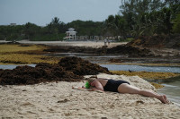 chum-anh-rong-bien-tran-ngap-bai-bien-caribe-016.jpg