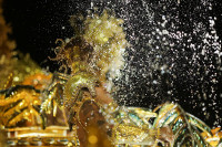 chum-anh-le-hoi-hoa-trang-carnival-o-brazil-050305-08.jpg