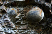 ngon-nui-biet-de-trung-ky-la-khien-khoa-hoc-bo-tay-5.jpg
