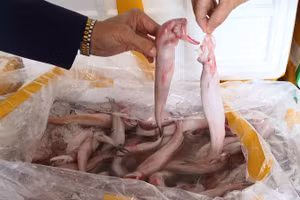 Hàng tấn cá khoai tẩm formol bị Công an Thanh Hóa phát hiện, bắt giữ. Ảnh: CACC