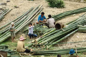 Người dân ở vùng biên Quan Sơn (cũ), tỉnh Thanh Hóa thu hoạch luồng, nứa, vầu.