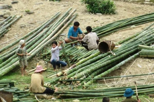Người dân ở vùng biên Quan Sơn (cũ), tỉnh Thanh Hóa thu hoạch luồng, nứa, vầu.