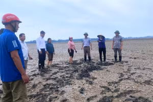 Lực lượng chức năng tới kiểm tra, thu mẫu để xác định nguyên nhân ngao chết.