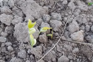 Nhất định mầm cây sẽ vươn thật cao để ngắm thỏa thích bầu trời xanh mát. Ảnh: Bình Thanh