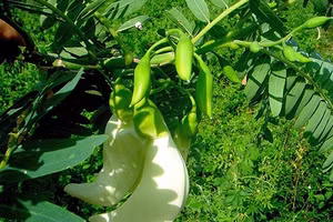 Hạt so đũa chứa nhiều hoạt chất chống oxy hóa.