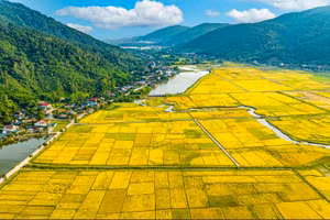 Đứng giữa biển lúa vàng với niềm hân hoan. Ảnh minh họa: Cafebiz.vn.