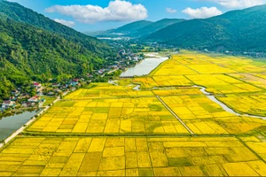 Đứng giữa biển lúa vàng với niềm hân hoan. Ảnh minh họa: Cafebiz.vn.