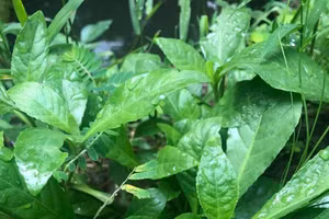 Cây nọc xoài chứa nhiều hoạt chất giúp giảm đau.