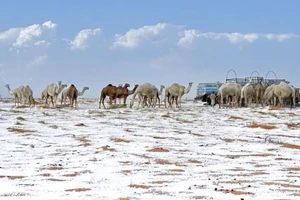 Lần đầu tiên sa mạc Al-Nafũd, UAE, có tuyết rơi.