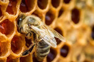 Màng chứa keo ong giúp làm lành vết thương nhanh chóng.