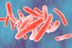 Vi khuẩn Mycobacterium tuberculosis - tác nhân gây ra bệnh lao. Ảnh minh họa: INT