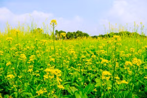 Mùa hoa cải thường rơi vào khoảng giữa tháng 11 đến tháng 12…