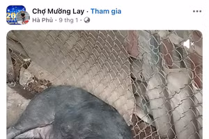 'Hà Phủ' còn công khai quay video những con lợn ốm không thể đứng dậy được nữa như mời gọi người bán tìm đến mình. Ảnh chụp màn hình