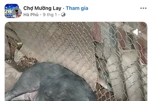 'Hà Phủ' còn công khai quay video những con lợn ốm không thể đứng dậy được nữa như mời gọi người bán tìm đến mình. Ảnh chụp màn hình