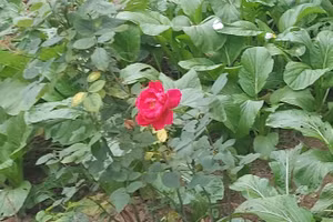 Khi vô tình bắt gặp một bông hoa nhỏ khoe sắc, tâm hồn ta bỗng hóa kẻ đương yêu, khẽ rung động với cuộc đời. Ảnh: Bình Thanh.