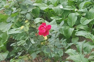 Khi vô tình bắt gặp một bông hoa nhỏ khoe sắc, tâm hồn ta bỗng hóa kẻ đương yêu, khẽ rung động với cuộc đời. Ảnh: Bình Thanh.