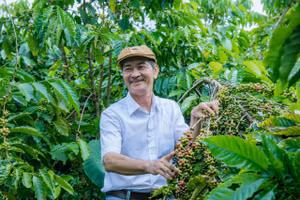 Ông Nguyễn An Sơn bên vườn cà phê.