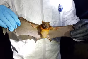 Những bằng chứng khoa học cho thấy, sự cần thiết phải thực hiện một chương trình phòng chống và giám sát những bệnh truyền nhiễm mới nổi do virus Corona nói riêng, và các tác nhân gây bệnh khác liên quan đến dơi ở Việt Nam. Ảnh minh họa: INT