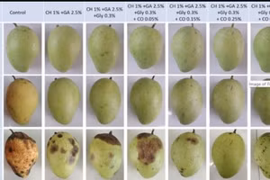 Trái cây được bảo quản bằng màng sinh học tươi ngon hơn so với trái cây đối chứng.