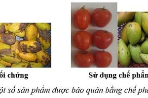 Chế phẩm bảo quản rau quả từ hành tây của nhóm tác giả trường Đại học