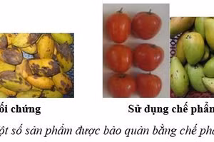 Chế phẩm bảo quản rau quả từ hành tây của nhóm tác giả trường Đại học